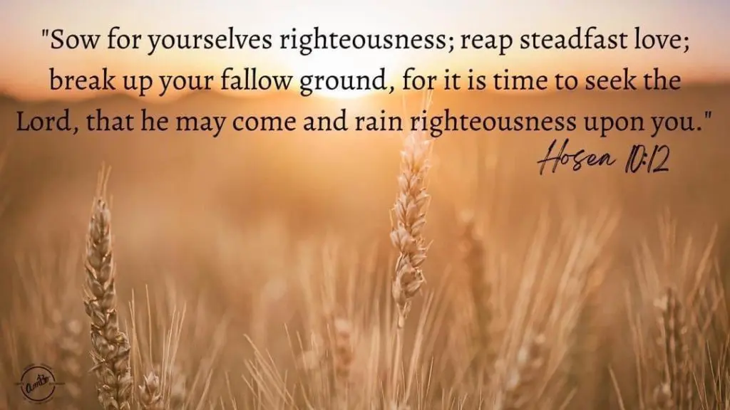 A wheat field with the bible verse hebrews 1 0 : 2 4.