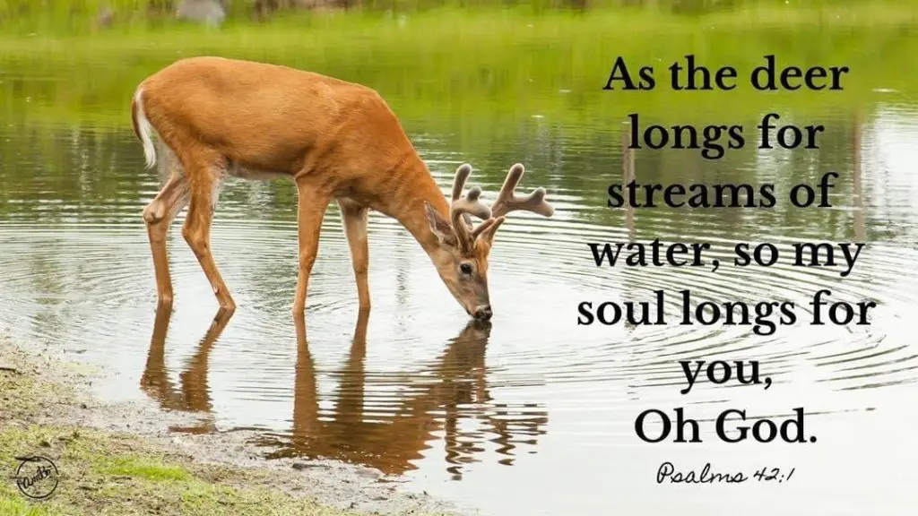 A deer drinking water from the river with a quote by rachel carson.