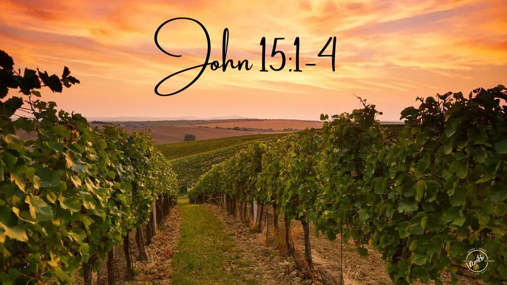 A vineyard with the word john 1 5 : 1-4 written on it.