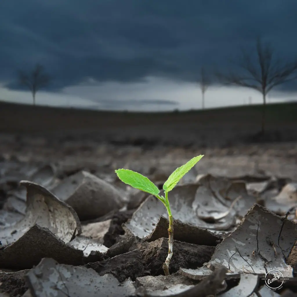 A green plant is growing in the middle of a field.