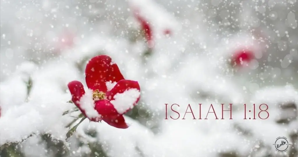 A red flower with snow on it and the word isaiah written in front of it.