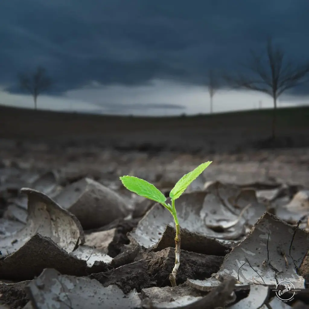 A green plant is growing in the middle of a field.