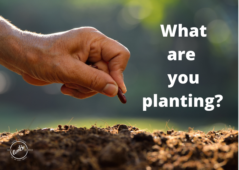 What are we planting?